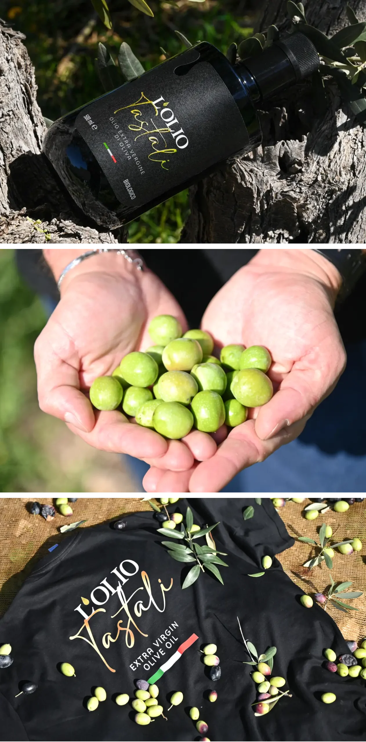 Raccolta olive