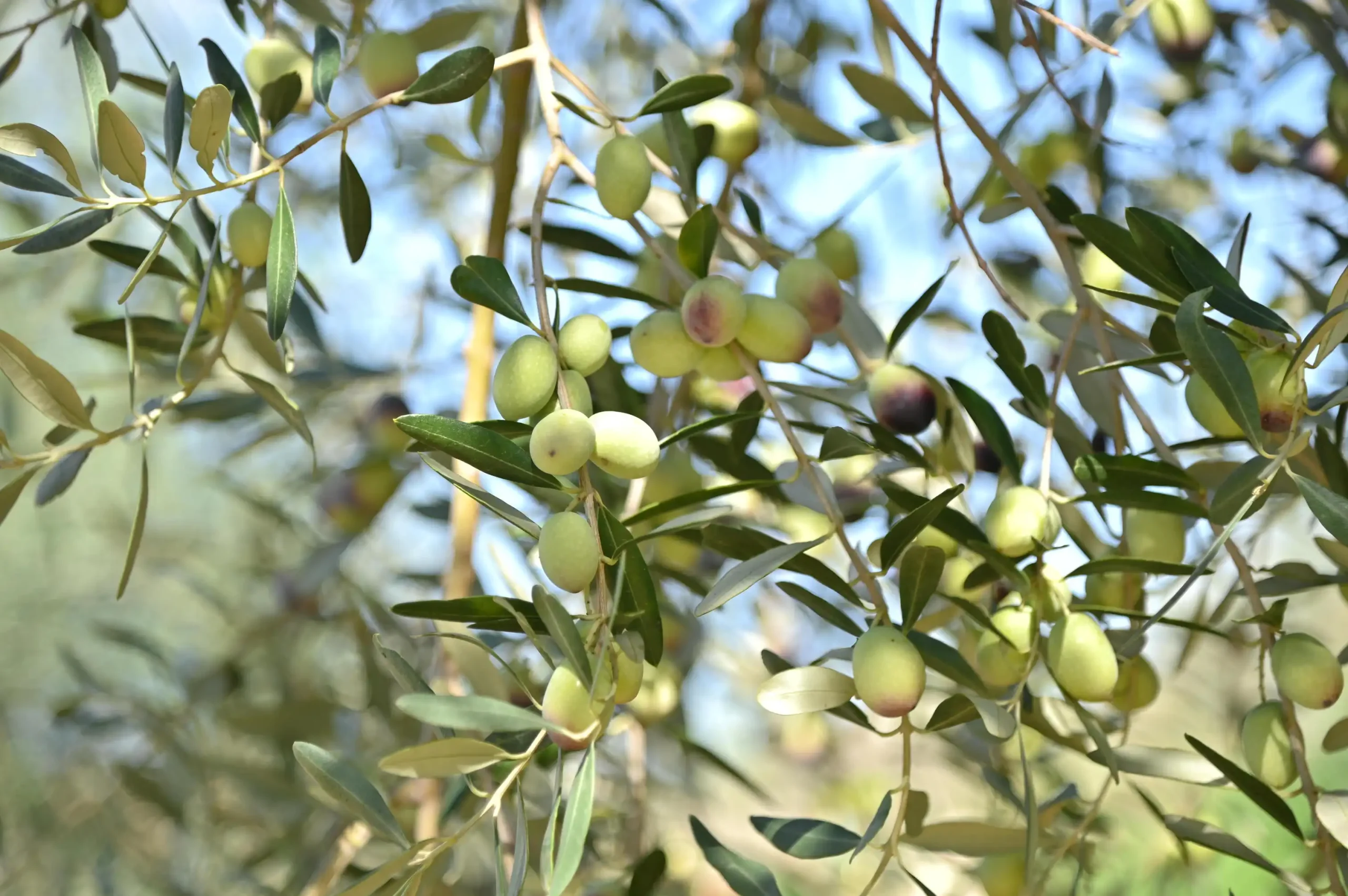 tastali-gallery_14