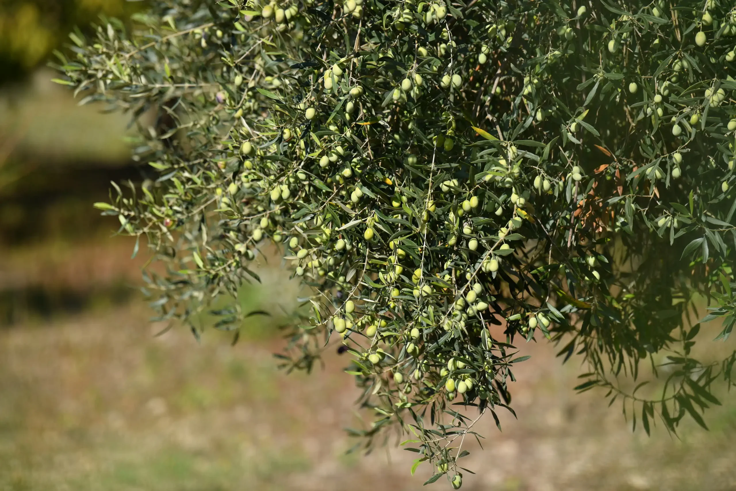 tastali-gallery_17